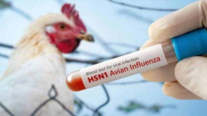 ABD’de kuş gribinden ilk ölüm: H5N1 virüsü geri döndü!