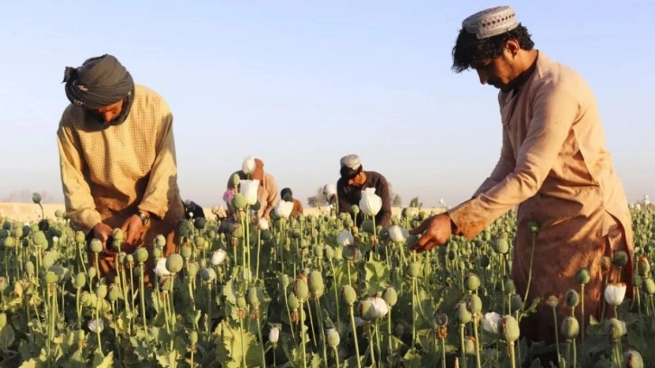 Afganistan'da uyuşturucu ekimi ve üretimi neredeyse sıfıra indi