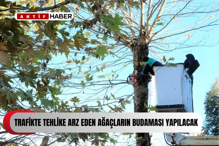  Gazimağusa’da trafikte tehlike arz eden ağaçların budaması yapılacak...