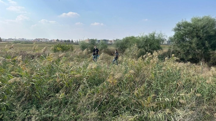 Sazlıkta korkunç manzara: Parçalanmış ceset bulundu!