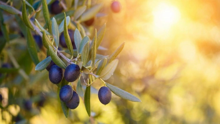 Zeytin ve zeytinyağı rekolte tahminleri açıkladı