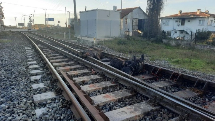 Zonguldak’ta tren, iki büyükbaş hayvana çarptı