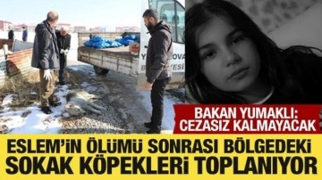 Eslem'in ölümü sonrası bölgedeki sokak köpekleri toplanıyor