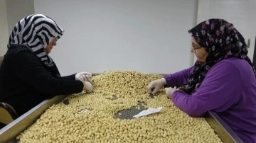 Fındıkta hasat ve kurutma bitti; kırma, kavurma ve paketleme dönemi başladı