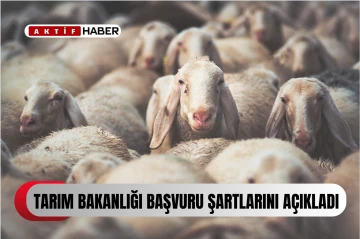  İthal edilecek Asaf ırkı koyun ve koçlar için son müracaat tarihi 31 Ocak