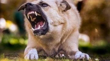 Yasa geçti, sorun bitmedi! Başıboş köpek 6 yaşındaki çocuğu ağır yaraladı