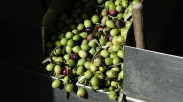 Yeni mahsul "kırma yeşil zeytin" damakları tatlandırmaya başladı